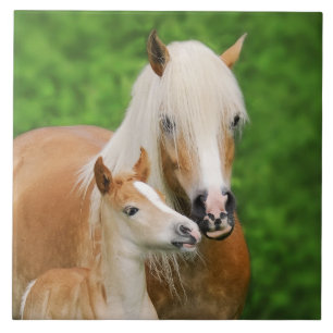 Azulejo De Cerâmica Cavalos de Haflinger Foto de Mãe Beijo Beija Besti