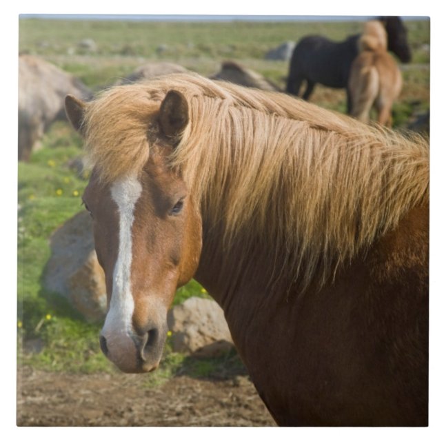 Azulejo De Cerâmica Cavalos Islandeses no Nordeste da Islândia (Frente)