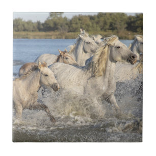 Azulejo De Cerâmica Cavalos Selvagens Correndo por um Rio