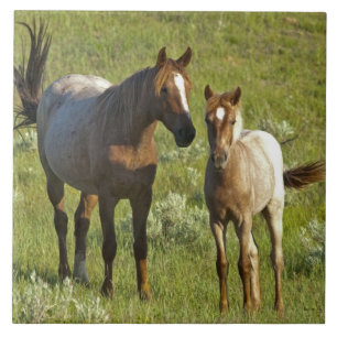 Azulejo De Cerâmica Cavalos Selvagens Dakota do Norte