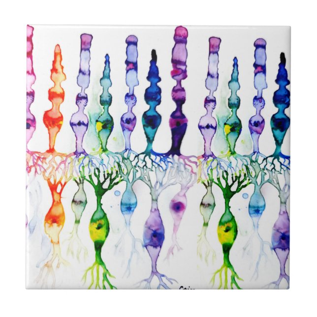 Azulejo De Cerâmica Células de cone e neurônio bipolar da retina (Frente)