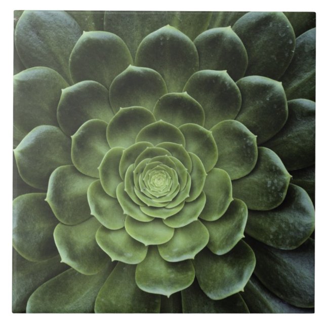 Azulejo De Cerâmica Centro do cacto (Frente)