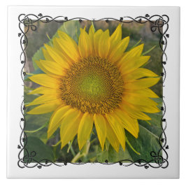 Azulejo De Cerâmica Ceramic Tile