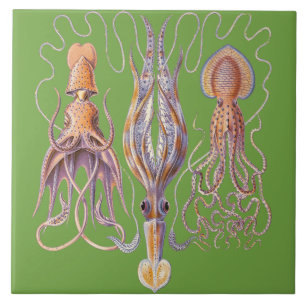 Azulejo De Cerâmica Cerâmica aquática do polvo de Haeckel da vida