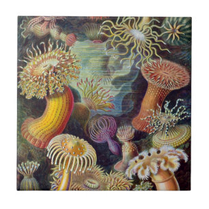 Azulejo De Cerâmica Cerâmica das anêmonas de mar de Haeckel