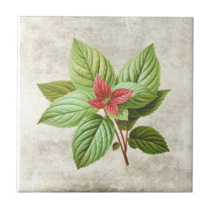 Azulejo De Cerâmica Cerâmica Rústica Shabby Chic com Folhagem