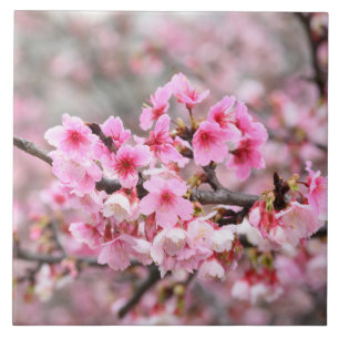 Azulejo De Cerâmica Cereja floresce no Japão, cor-de-rosa bonito úni