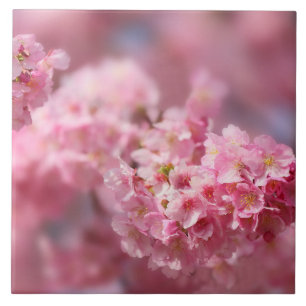 Azulejo De Cerâmica Cereja floresce no Japão, cor-de-rosa bonito úni