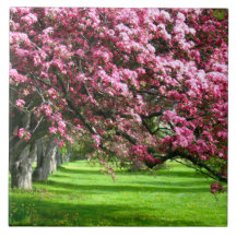 Cereja floresce no Japão cor-de-rosa bonito único
