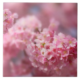 Azulejo De Cerâmica Cereja floresce no Japão, cor-de-rosa bonito único