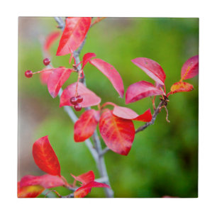 Azulejo De Cerâmica Cerejeira-Virginiana (Prunus Virginiana) no Outono