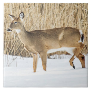 Azulejo De Cerâmica Cervo na neve