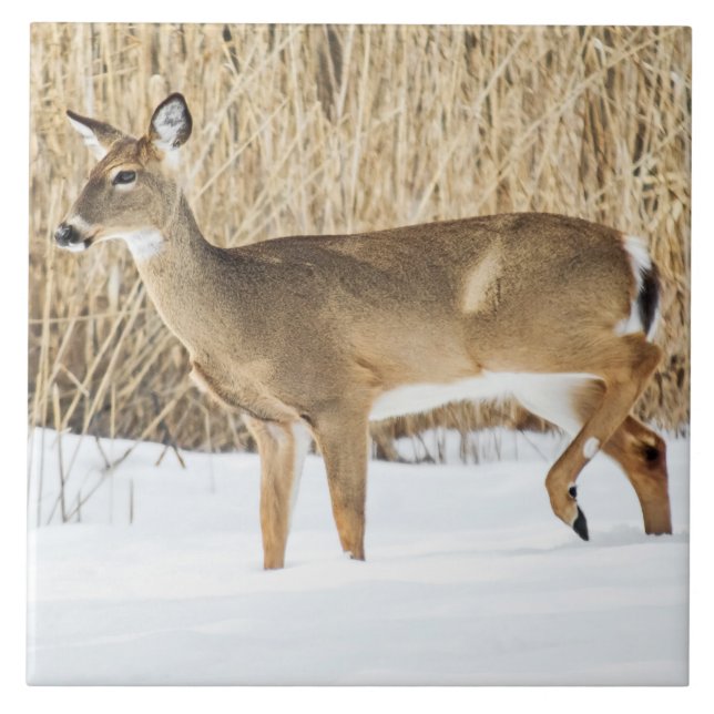 Azulejo De Cerâmica Cervo na neve (Frente)