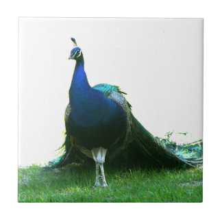 Azulejo De Cerâmica Céu claro da grama azul do pavão apenas
