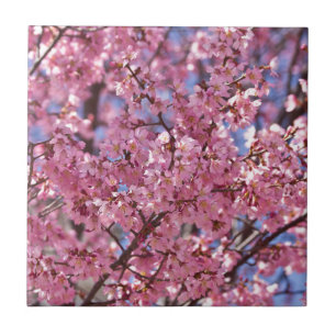 Azulejo De Cerâmica Céu Rosa Flor de Cerejeira Sakura