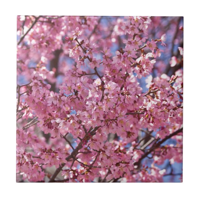 Azulejo De Cerâmica Céu Rosa Flor de Cerejeira Sakura (Frente)