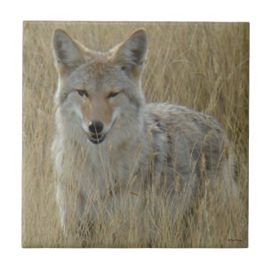 Azulejo De Cerâmica Chacal R2 na grama alta