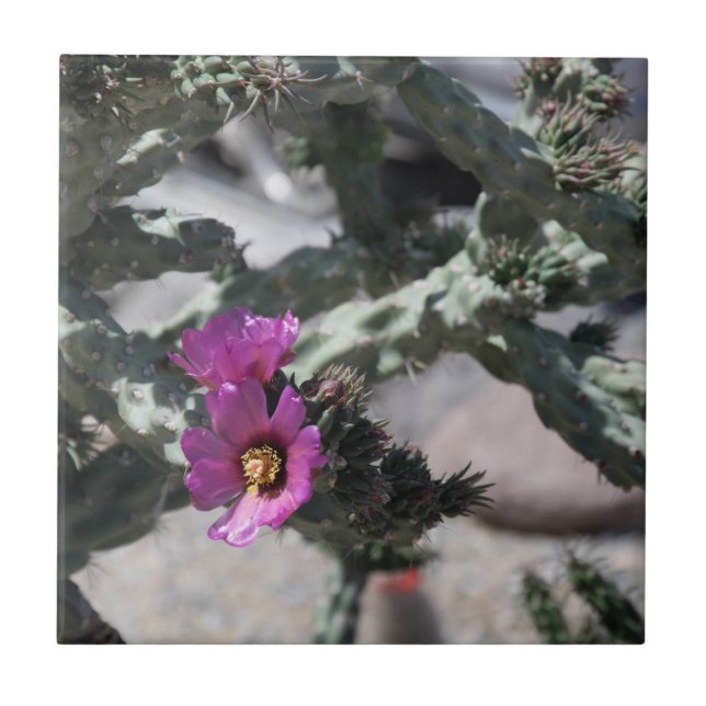 Azulejo De Cerâmica Challa Cactus em flor (Frente)
