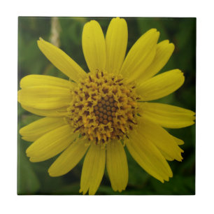 Azulejo De Cerâmica Chamissonis da arnica