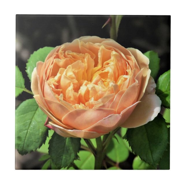 Azulejo De Cerâmica Charles Darwin Rosa, Amarelo a branco (Frente)