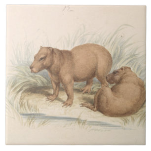 Azulejo De Cerâmica Charles Hamilton Smith - A Capybara