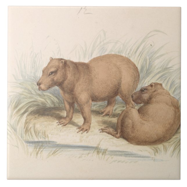 Azulejo De Cerâmica Charles Hamilton Smith - A Capybara (Frente)