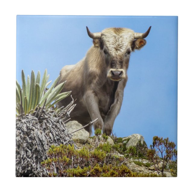 Azulejo De Cerâmica Charolais Bull (Frente)