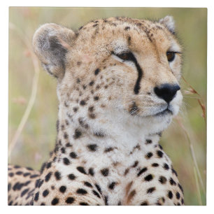 Azulejo De Cerâmica Cheetah