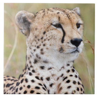 Azulejo De Cerâmica Cheetah