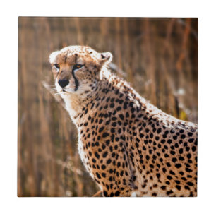 Azulejo De Cerâmica Cheetah