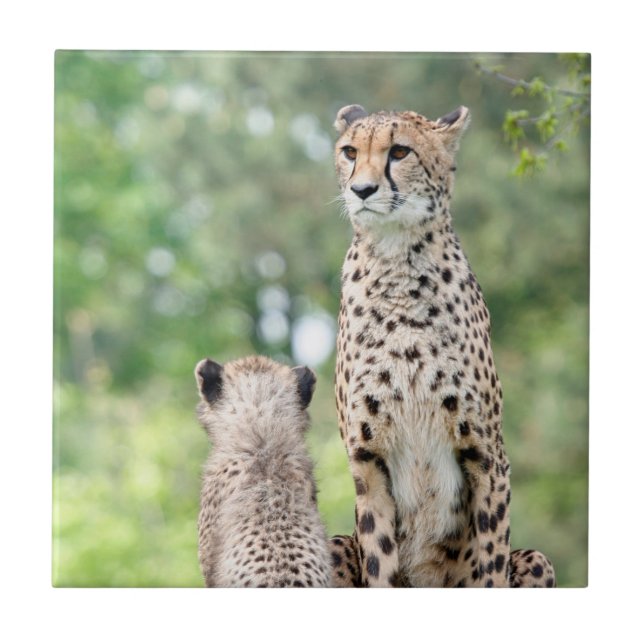Azulejo De Cerâmica Cheetah 004 (Frente)