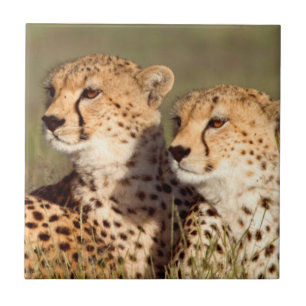 Azulejo De Cerâmica Cheetah Deitado Em Grama, Ngorongoro Conservation