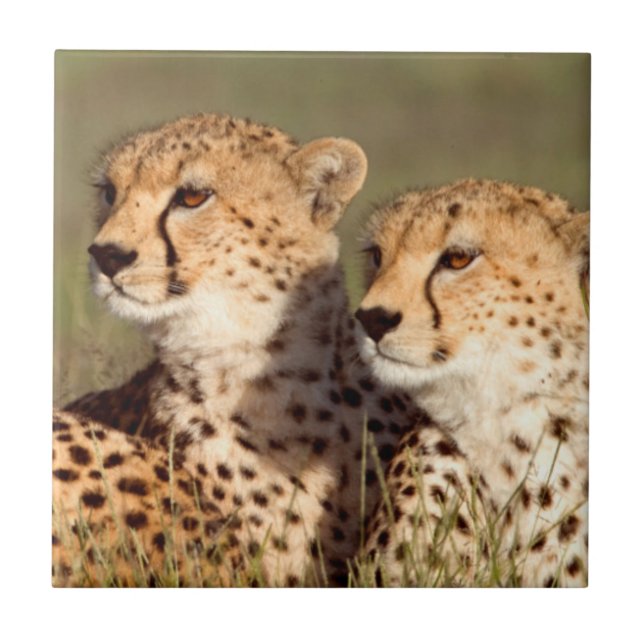 Azulejo De Cerâmica Cheetah Deitado Em Grama, Ngorongoro Conservation (Frente)