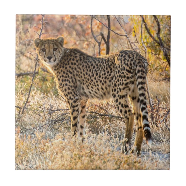 Azulejo De Cerâmica Cheetah Olhando ao redor (Frente)