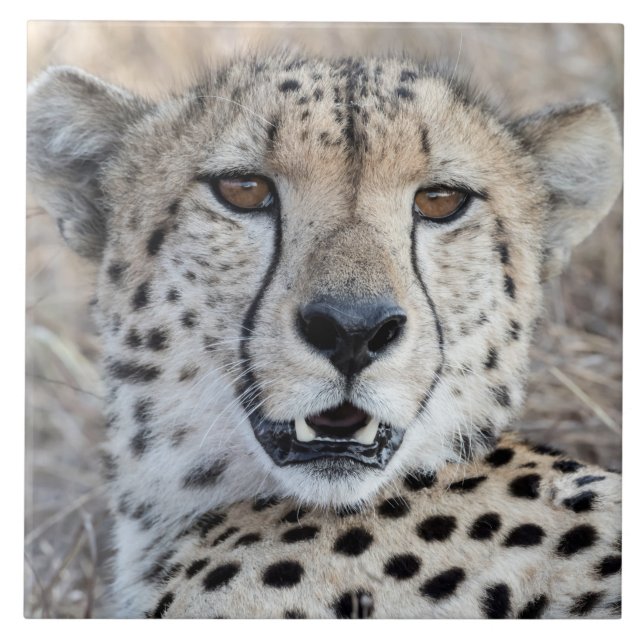 Azulejo De Cerâmica Cheetah Portrait (Frente)