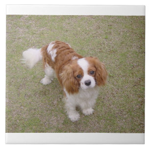 Azulejo De Cerâmica Cheio Cavalier-king-charles-spaniel