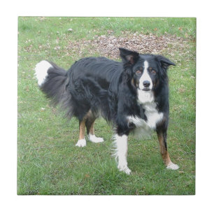 Azulejo De Cerâmica cheio preto de border collie tri