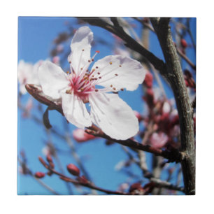 Azulejo De Cerâmica Cherry Blossom 2