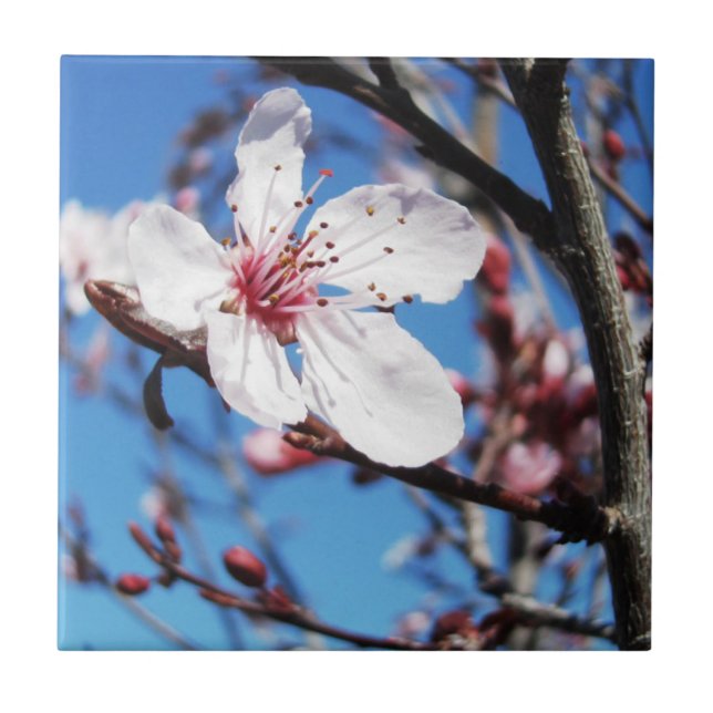 Azulejo De Cerâmica Cherry Blossom 2 (Frente)