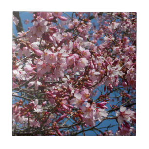 Azulejo De Cerâmica Cherry Blossoms e Blue Sky Primavera Floral