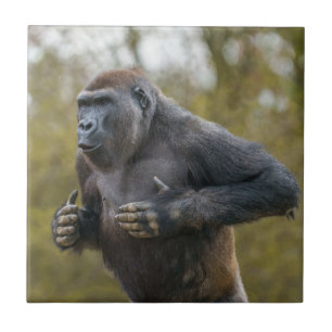 Azulejo De Cerâmica Chest Beating Gorilla