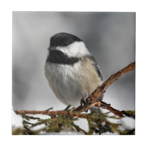 Azulejo De Cerâmica Chickadee_9478
