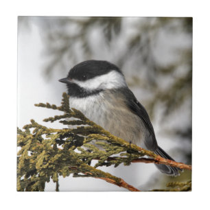 Azulejo De Cerâmica Chickadee_9505