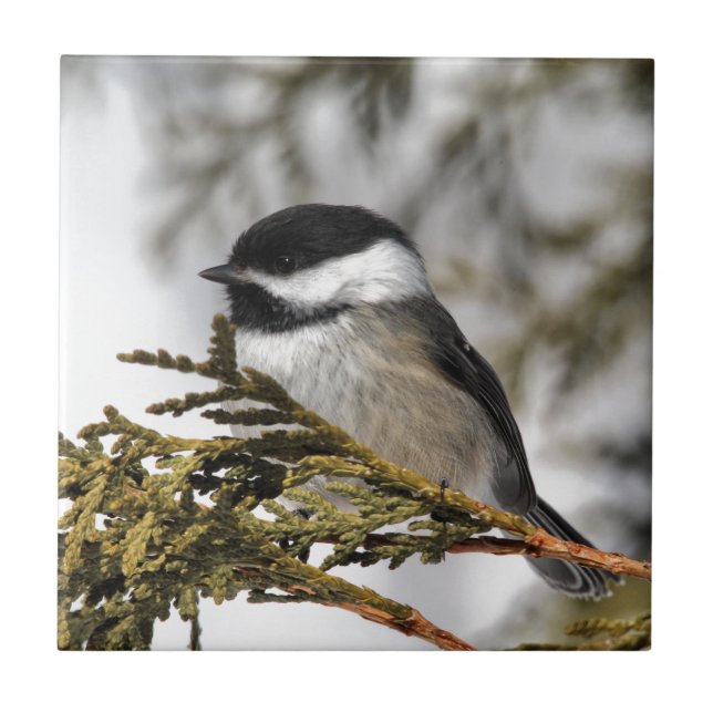 Azulejo De Cerâmica Chickadee_9505 (Frente)