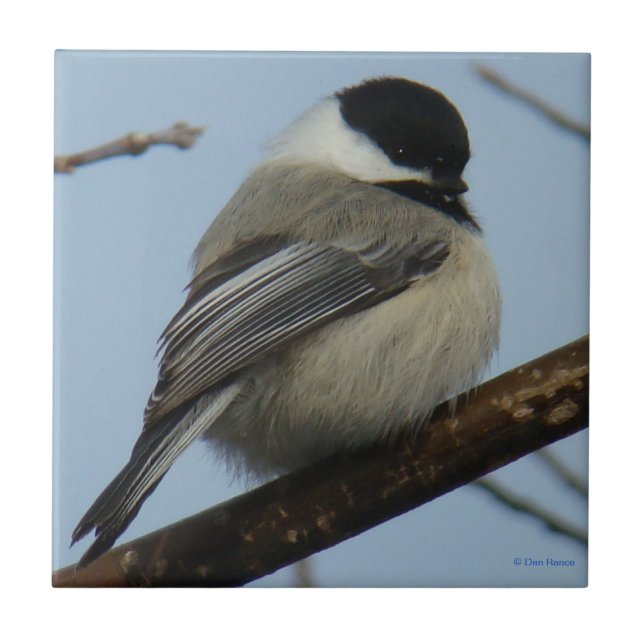 Azulejo De Cerâmica Chickadee B21 tampado preto (Frente)
