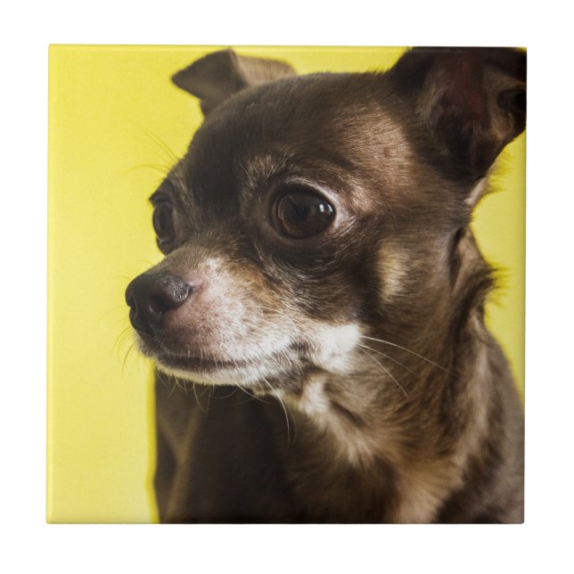 Azulejo De Cerâmica chihuahua (Frente)