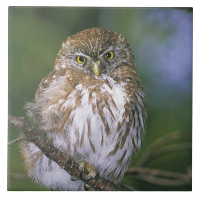 Azulejo De Cerâmica Chile, Aysen. Juvenil Autral Pygmy Owl (Frente)