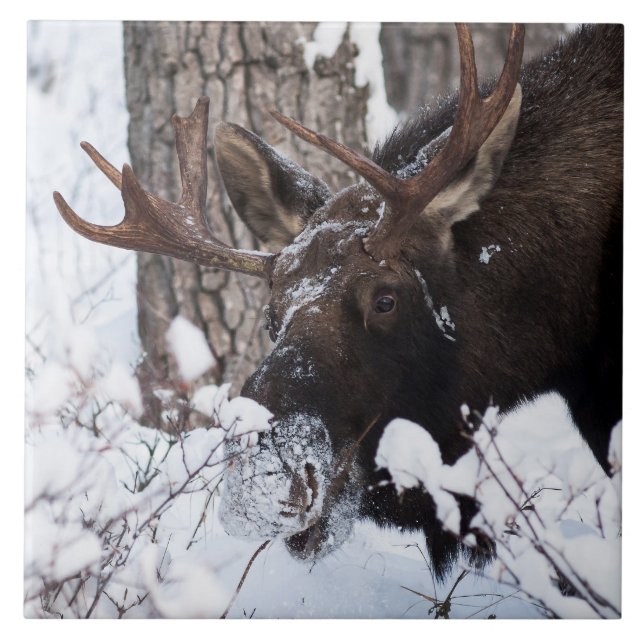 Azulejo De Cerâmica Chilly Moose (Frente)