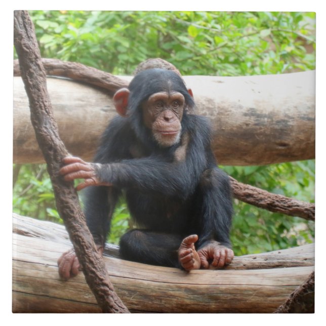 Azulejo De Cerâmica Chimpanzé 001 (Frente)