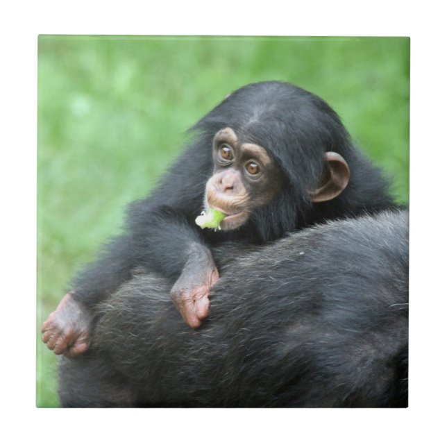 Azulejo De Cerâmica Chimpanzé 005 (Frente)